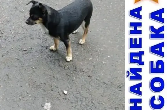 Ухоженная собака живет у подъезда 3 дня, Красноярск