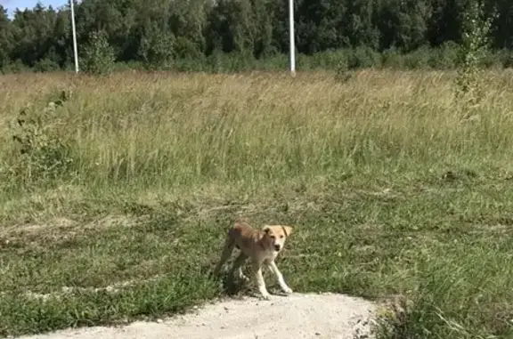 Найдена собака в Серпухове