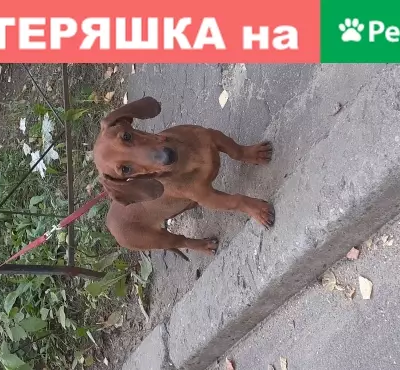 Найден рыжий кобель в Воронеже