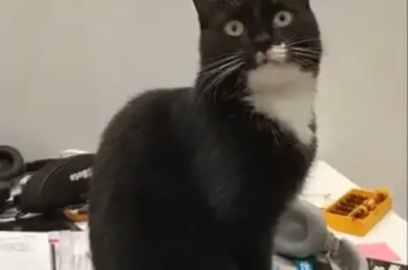 Кошки потеряшки, Санкт-Петербург, фото: Потеряшка кошка Кожура в Карелии