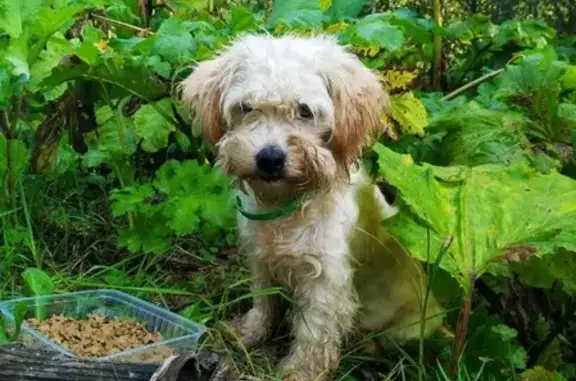 Найдена собака в Рузском районе, деревня Козлово