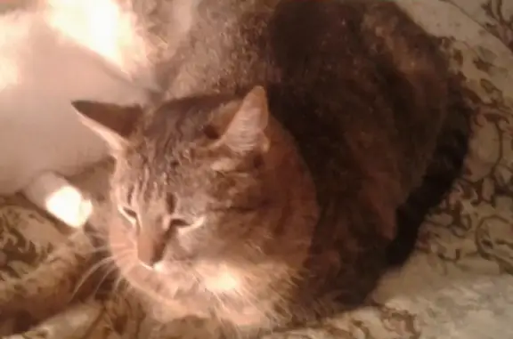 Кошки потеряшки, Москва, фото: Потеряшка кошка Муся в районе м. Речной вокзал, Фестивальная улица, 27