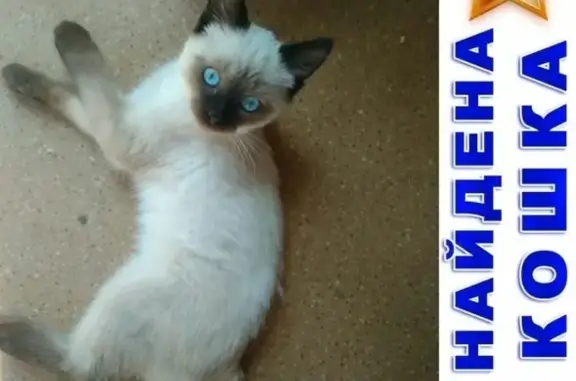 Найден сиамский котенок на ул. Гвардейской, Брянск