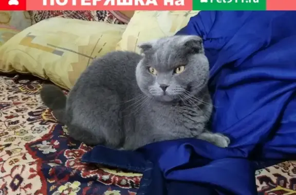 Найдена кошка в Брянске: помогите найти дом!