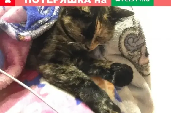 Пропала кошка в Усть-Куте, Иркутская область