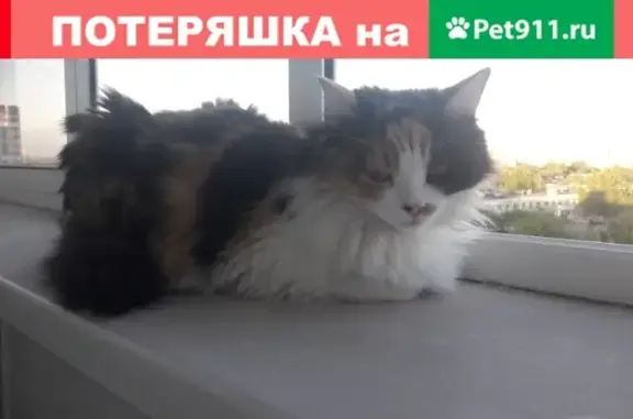 Пропала кошка на ул. Георгия Димитрова, 67 в Самаре