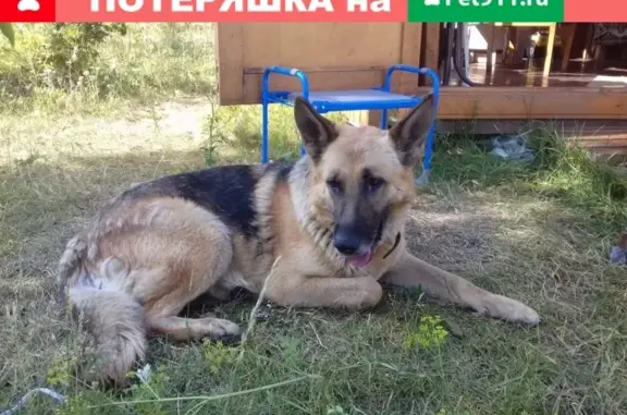 Найдена собака в Красноярске без ошейника!