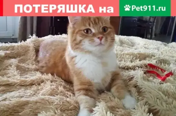 Пропала кошка в Кронштадте, СПб, окрас рыже-бело-полосатый, кличка Кузя