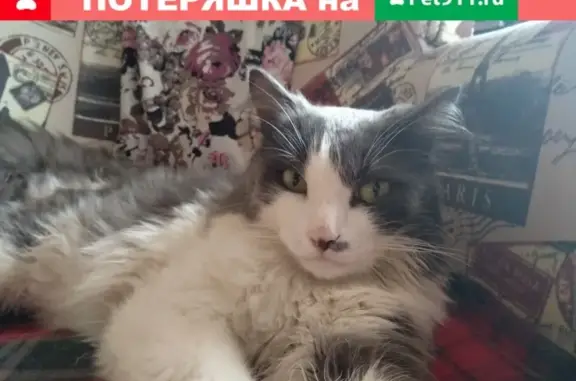 Найден домашний кот возле главпочтамта в Ижевске