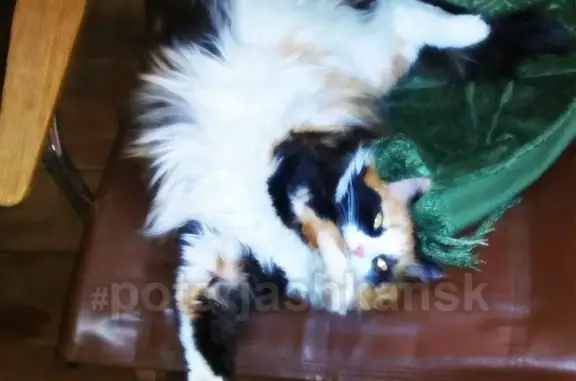 Кошки потеряшки, Новосибирск, фото: Потеряшка кошка Мурка на Расточке, Кировский район