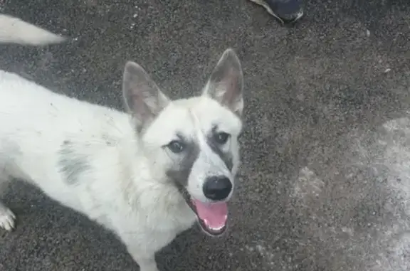 Найден щенок на ул. Циолковского в Новокузнецке