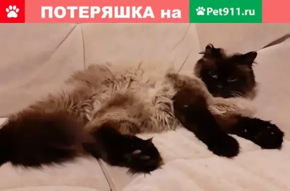 Пропала кошка на Калиновке (ул. Мурзинская), сиамский окрас, имя Маруся, контакты в описании.