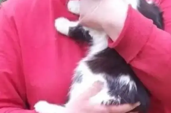 Пропала черно-белая кошка в Садовке, Ульяновск