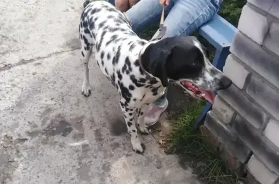 Найдена собака на улице Дорожная, район Чайки