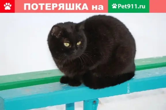 Пропала черная кошка в пос. Буланаш, Свердловская область