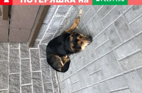 Найдена собака у метро Московские ворота, ждет хозяина уже 2 дня
