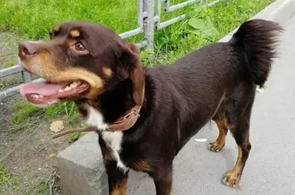 Найдена собака на перекрестке Крауля-Викулова