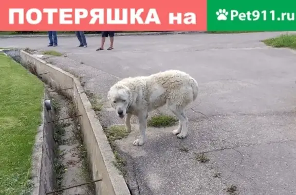 Найдена собака в Апрелевке, ул. Кольцевая, 5