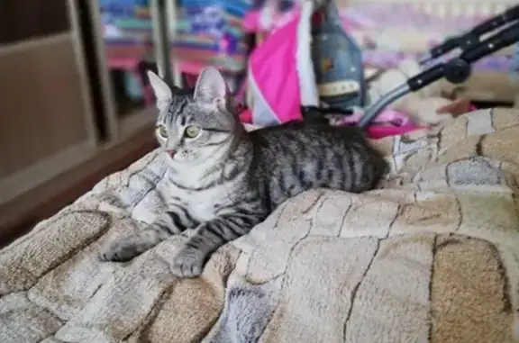 Кошки потеряшки, Москва, фото: Потеряшка кошка, адрес: Бирюлёвская 11 корп. 2, Москва