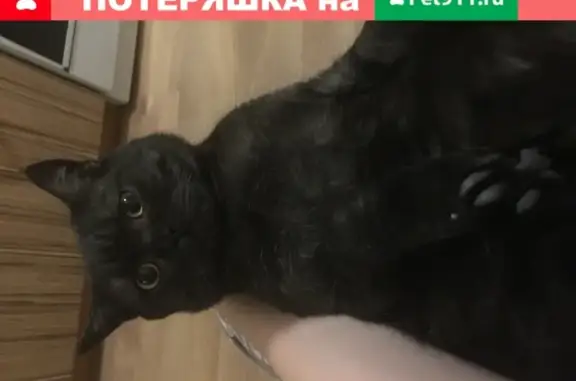 Пропала кошка Джексон в деревне Шилово, Московская область