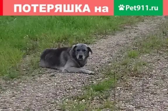 Собака найдена в Ярославском районе, Любашино 2.
