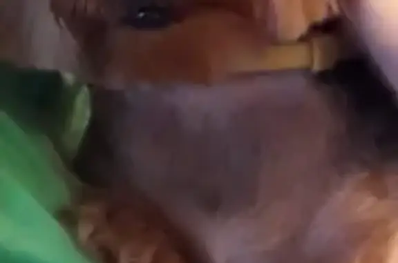 Собаки потеряшки, Калининград, фото: Потеряшкаи 2 девочки йорка на ул.Яблоневой аллее в Калининграде