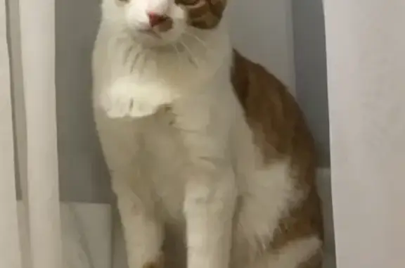 Кошки потеряшки, Москва, фото: Потеряшка кошка Шоня, Москва, 13-я Парковая улица, 25к1