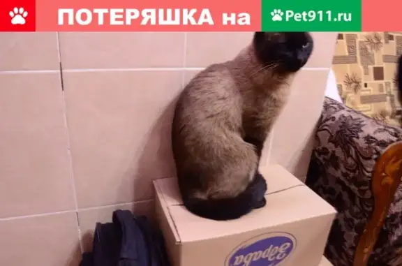 Пропала кошка Макс, ул. Лепсе 10А, Киров