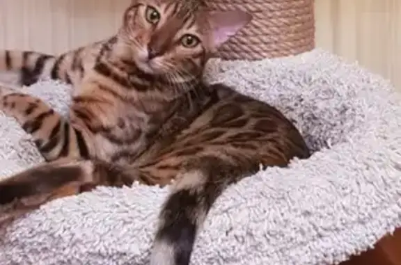 Кошки потеряшки, Саранск, фото: Потеряшка кот Оскар на ул. Волгоградской 77, Саранск