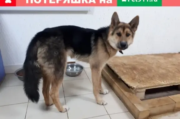 Найден пёс на УБР в Сургуте, ищет новый дом
