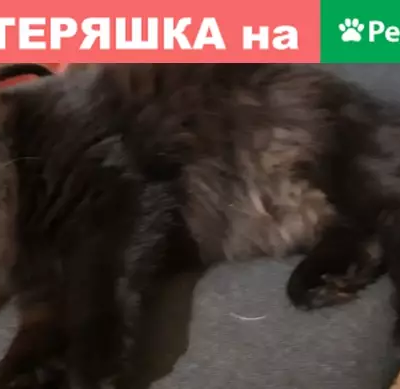 Пропала кошка в посёлке Поперечка, вознаграждение!