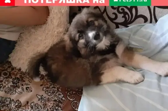 Найден щенок алабая в МО Ногинск, ищем хозяина или временный приют.