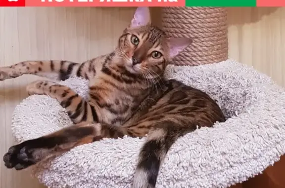 Кошки потеряшки, Саранск, фото: Потеряшка кот бенгальской породы в Саранске, вознаграждение.