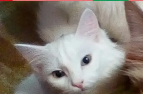 Пропала белая кошка Мася в районе Вагонка, Нижний Тагил.