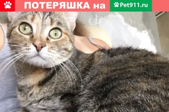 Пропала кошка Равия в Фокинском районе, Брянск.