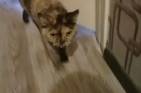 Найдена породистая кошка в Сургуте