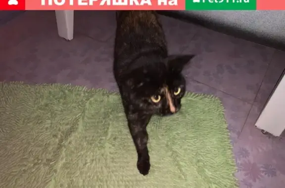 Найдена кошка возле Мебель Рум в Чите