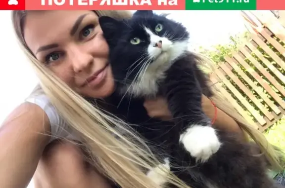 Найдена кошка в деревне Поркузи