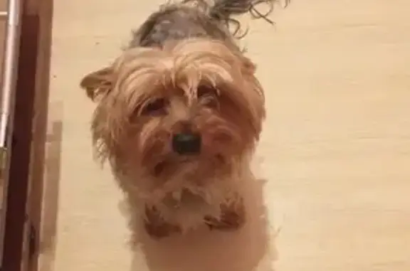 Объявления о пропавших и найденных животных, Москва, фото: Пропал Той-терьер в районе Ярцевской, Москва