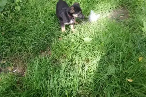 Найден щенок в Хотьково, ищем владельца