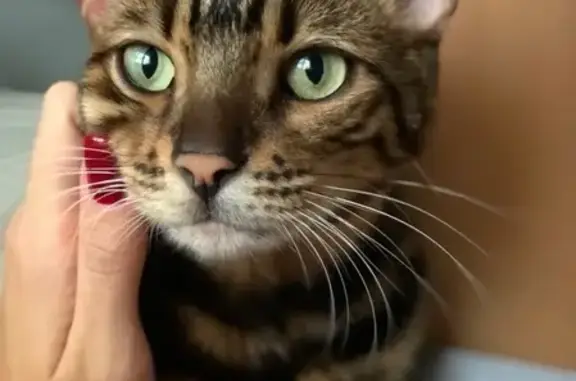 Потерянные животные Ярославль, фото: Пропала кошка в Ярославле, помогите!