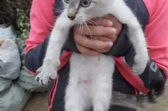 Найден котенок в Зеленогорске, ищет хозяев!