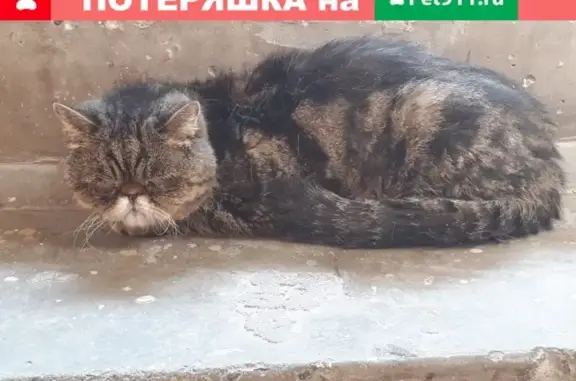 Найден экзотический кот в Ульяновске, ищет хозяев