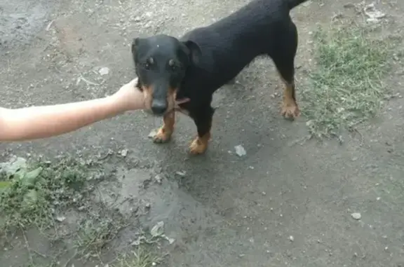 Собака найдена в Новосибирске, Россия