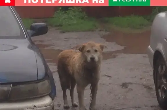 Потеряшка в Абакане: собака на Чертыгашева, 40!