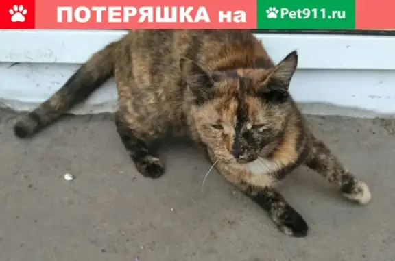 Найдена кошка на Краснопролетарской 1