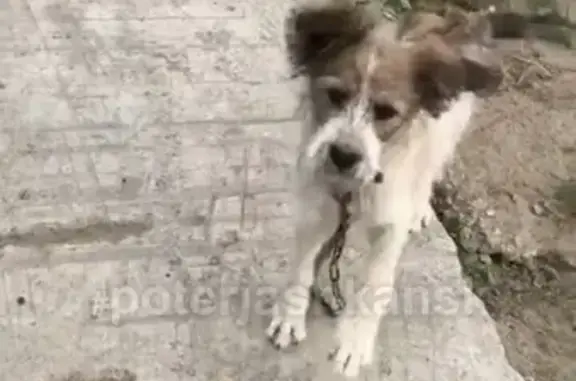 Пропала собака Лешик в Новосибирске