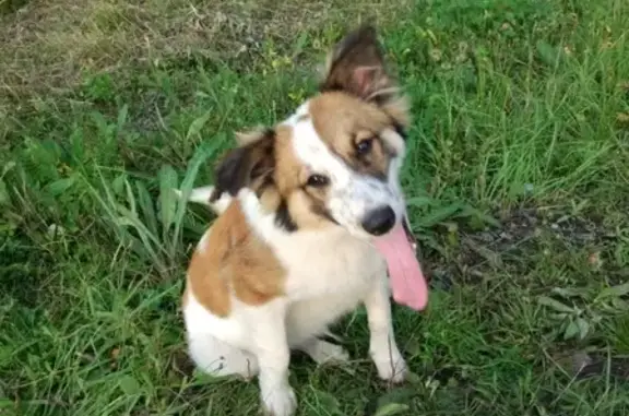 Найдена собака на трассе Белоярский-Асбест, ищет хозяев
