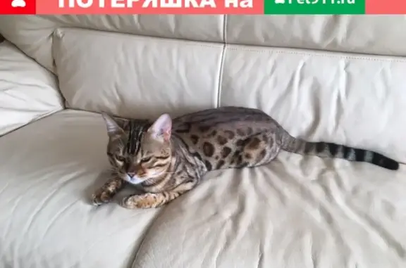 Пропал бенгальский кот в Кременкуле, Челябинская область