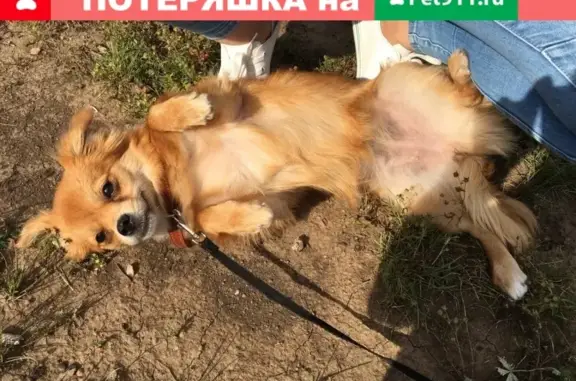Найдена собака в Октябрьском районе, Красноярск